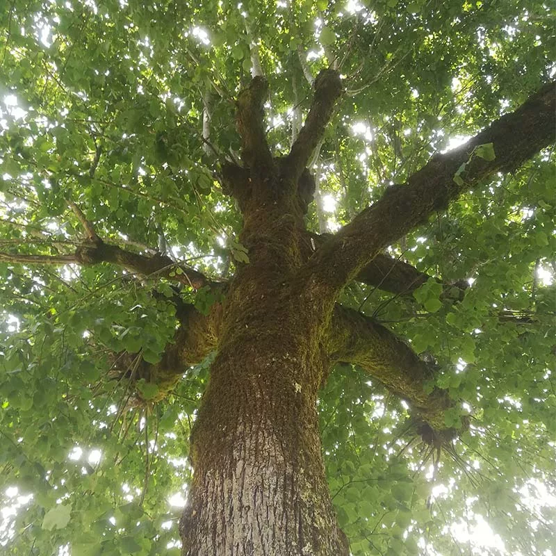 tilleuls Vue sur le feuillage d'un tilleul
